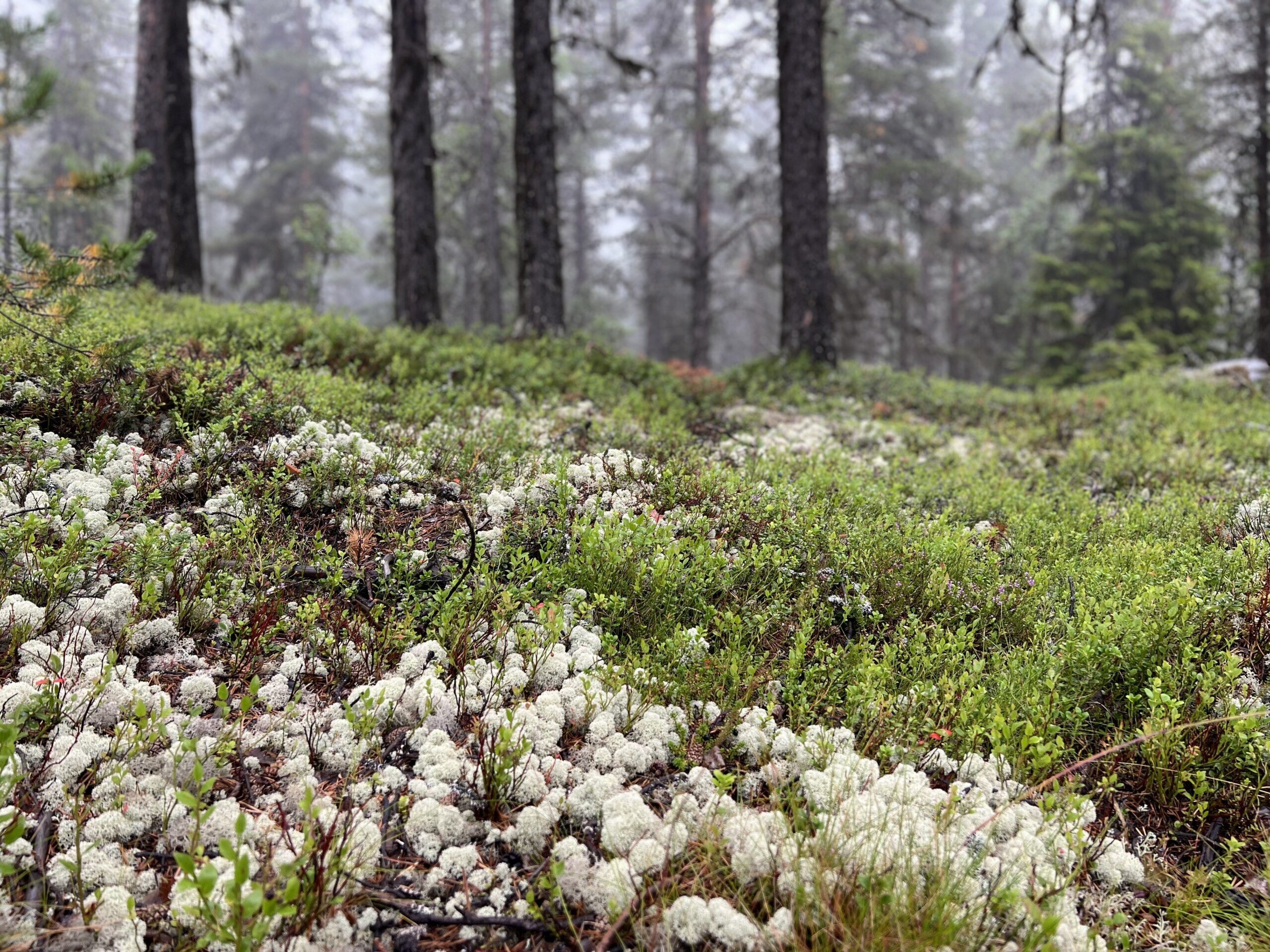 Korstmos / Reindeer moss – Koning van Scandinavië
