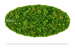 Ovaalvormige groene wandinstallatie gemaakt van dichte, levendige mossen en kleine groene planten. Op de linkerkant van de Mosschilderij Ellips BEMOSS® MIMI staat in witte letters het woord "BEMOSS". De installatie werpt een zachte schaduw op een witte achtergrond.