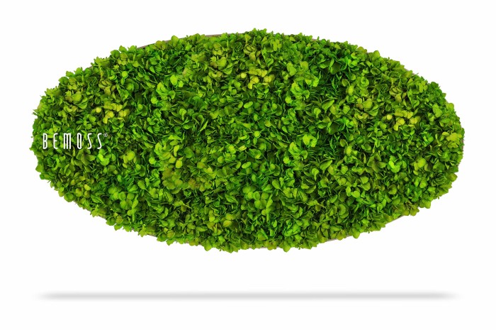 Ovaalvormige groene wandinstallatie gemaakt van dichte, levendige mossen en kleine groene planten. Op de linkerkant van de Mosschilderij Ellips BEMOSS® MIMI staat in witte letters het woord 