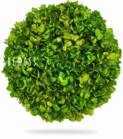 Een bolvormig arrangement van levendige groene bladeren wordt getoond tegen een witte achtergrond. Het woord "BEMOSS" wordt in witte tekst weergegeven aan de linkerkant van de bol. De gedetailleerde textuur en het weelderige uiterlijk van de plant zorgen voor een gevoel van frisheid en vitaliteit, dat doet denken aan een Mosschilderij cirkel BEMOSS® MIMI.