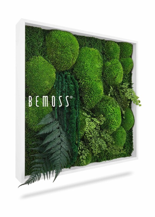 Een ingelijste verticale tuin, of 'mosschilderij planten zorita', beschikt over een verscheidenheid aan weelderige groene planten en mossen. Het arrangement bestaat uit ronde mosvormen en een assortiment bladplanten. Het woord 
