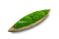 Een houten bootvormige plantenbak gevuld met weelderig groen mos, sfeervol gerangschikt. Het woord "BEMOSS" is gegraveerd op het mos in het midden van de plantenbak en lijkt op een miniatuur moswand. De achtergrond is effen wit.