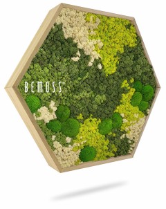 Een zeshoekig muurframe gevuld met verschillende tinten geconserveerd mos, waaronder groene, witte en geelachtige vlekken. Op de linkerkant staat het woord "BEMOSS" gedrukt. De mosterdij werpt een schaduw op een witte achtergrond.