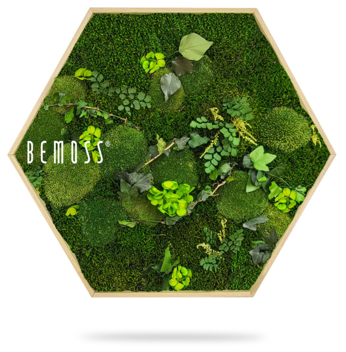 Een zeshoekige **Moshexagon PLANTEN Mesia** met houten frame heeft een weelderig, groen arrangement van geconserveerd mos, gebladerte en kleine planten. Op de linkerkant van het mos-decor staat het woord 