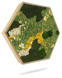 Een zeshoekig houten frame met een verscheidenheid aan bewaarde groene, gele en witte mossen, gerangschikt om een gestructureerd en kleurrijk natuurlijk kunstwerk te creëren. Het woord "Mosschilderij Ellips BEMOSS® ORTHO OLVERA" is op de linkerkant van het frame gedrukt en toont een prachtige moswand die perfect is voor elke ruimte.