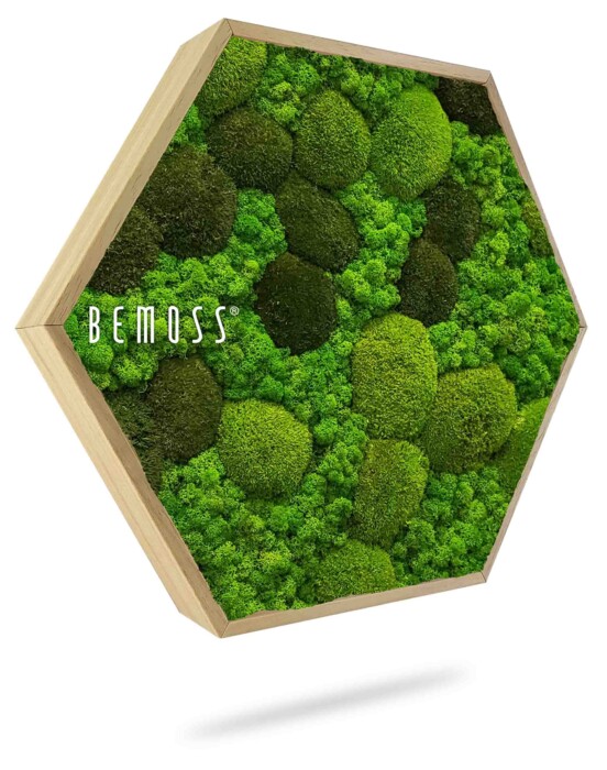 Een hexagonaal houten frame met verschillende tinten groen mos in cirkelvormige patronen wordt getoond tegen een witte achtergrond. Het woord 