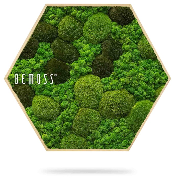 Een hexagonaal houten frame gevuld met groen geconserveerd mos in verschillende tinten en texturen. Het woord 