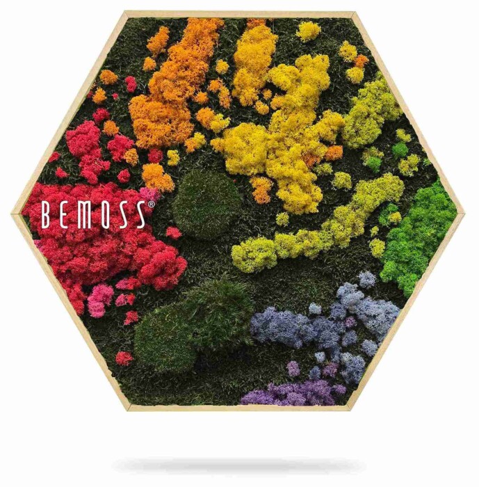 De Mosschilderij cirkel BEMOSS® ORTHO IRIS heeft geconserveerd mos in rode, oranje, gele, groene en paarse vlekken binnen een houten cirkelvormig frame; 
